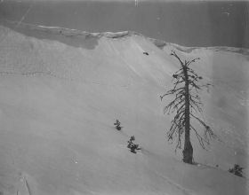 00000000 - 9675 - Ort unbekannt - Abgestorbener Baum.jpg